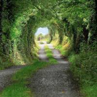 风水好的树林头像