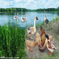 农村风土人情头像