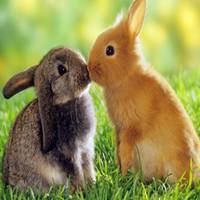 属兔微信招财头像男