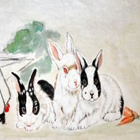 属兔用什么头像最旺财