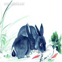 属兔用什么头像最旺财