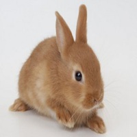 属兔用什么头像最旺财