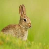 属兔用什么头像最旺财