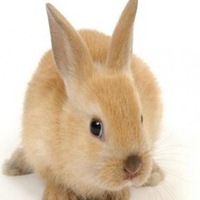 属兔用什么头像最旺财