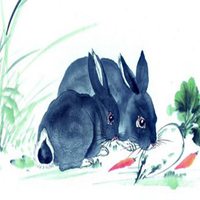 属兔用什么头像最旺财