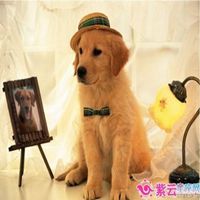 属狗本命年头像