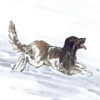 属狗用什么头像最旺财