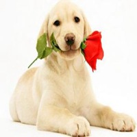 属狗用什么头像最旺财