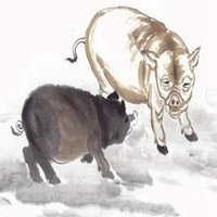属猪用什么头像最旺财