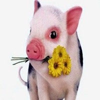 属猪用什么头像最旺财