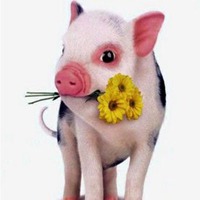 属猪用什么头像最旺财