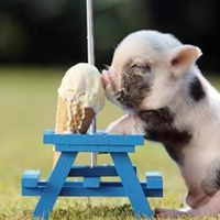 属猪用什么头像最旺财