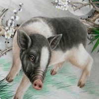 属猪用什么头像最旺财