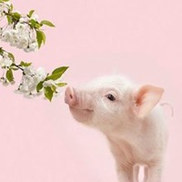 属猪的用什么头像好