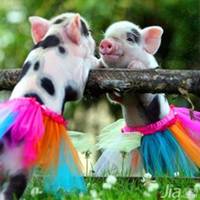 属猪的用什么头像好