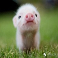 属猪的用什么头像好