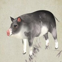 属猪的用什么头像好