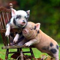 属猪的用什么头像好