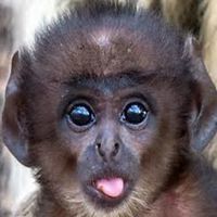 属猴用什么头像最旺财