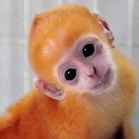 属猴的用什么头像好