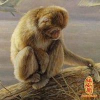 属猴的用什么头像好