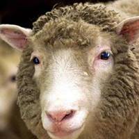 属羊用什么头像最旺财