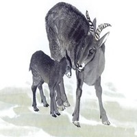 属羊用什么头像最旺财