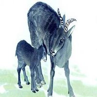 属羊用什么头像最旺财