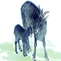 属羊的用什么头像好