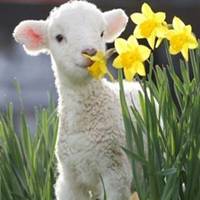 属羊的用什么头像好