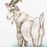 属羊的用什么头像好