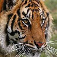 属虎合适的头像