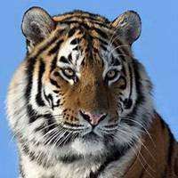 属虎头像那个最好