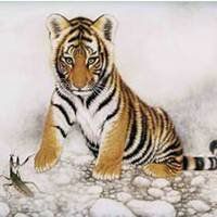 属虎头像那个最好