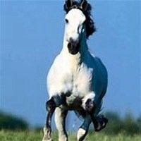 属马头像图片大全