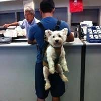 帅哥抱狗头像图片