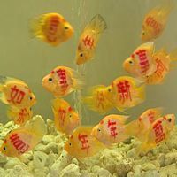 微信发财头像图片大全