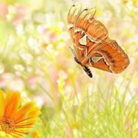 最美的蝶恋花头像图片