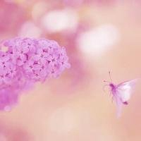 最美的蝶恋花头像图片