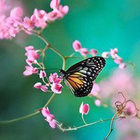 最美的蝶恋花头像图片