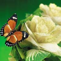 最美的蝶恋花头像图片