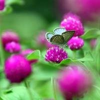 最美的蝶恋花头像图片