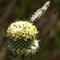 最美的蝶恋花头像图片