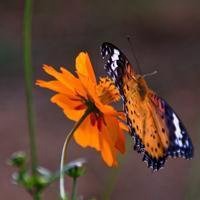 最美的蝶恋花头像图片