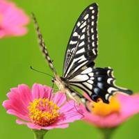 最美的蝶恋花头像图片