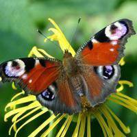 最美的蝶恋花头像图片