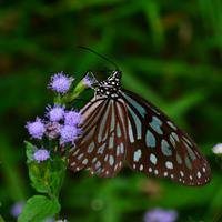 最美的蝶恋花头像图片