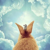 欧美兔耳朵头像