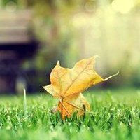 漂亮的枫叶头像