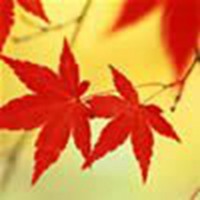 漂亮的枫叶头像